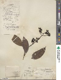 Photinia prunifolia image