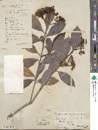 Photinia serratifolia image