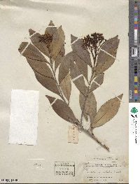 Photinia serratifolia image