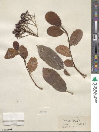 Photinia serratifolia image