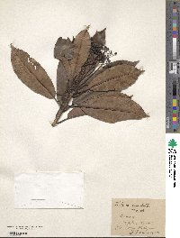 Photinia serratifolia image