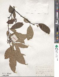 Image of Photinia schneideriana