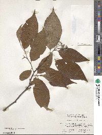 Photinia schneideriana image