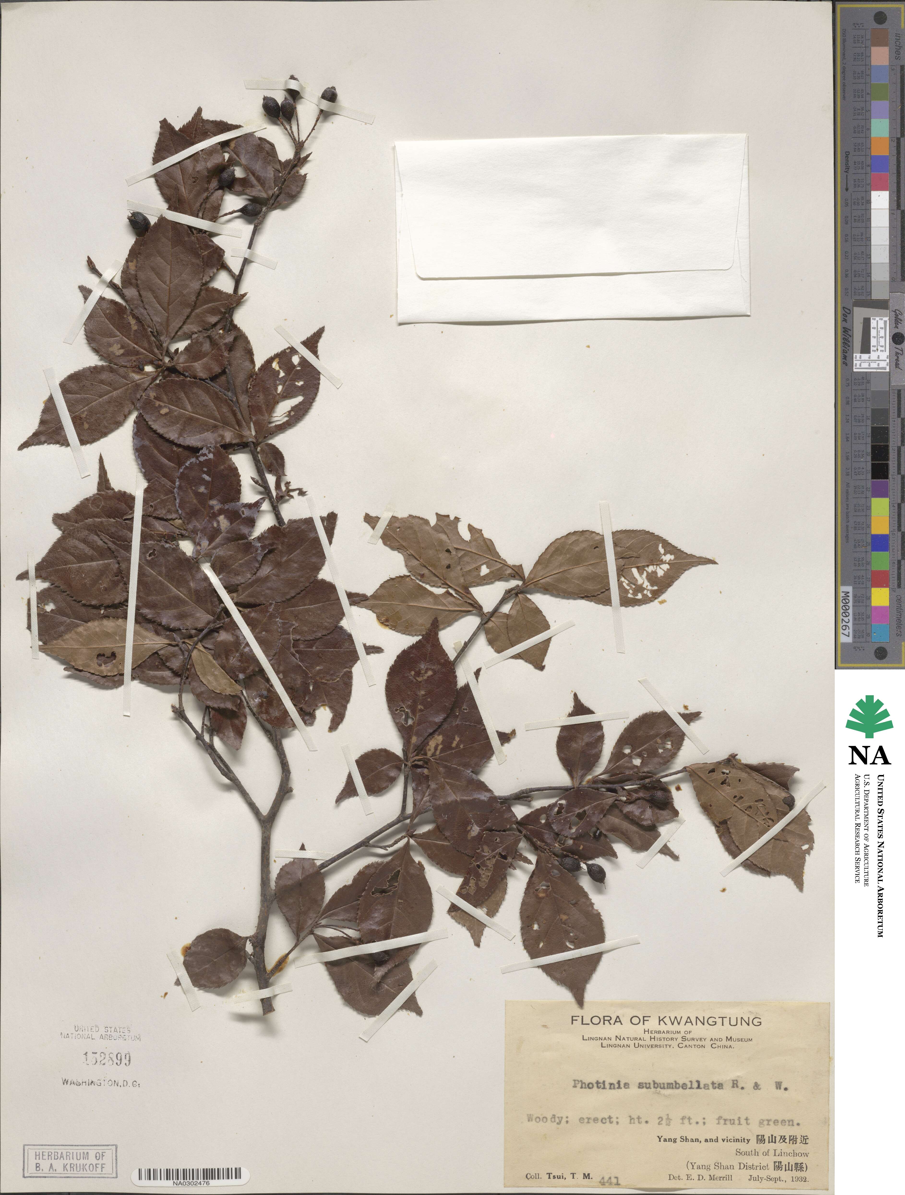 Pourthiaea parviflora image