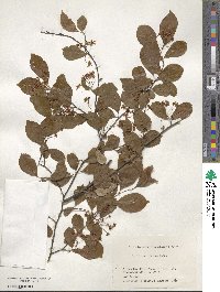 Pourthiaea villosa image