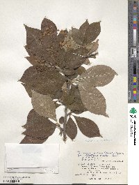 Pourthiaea villosa image