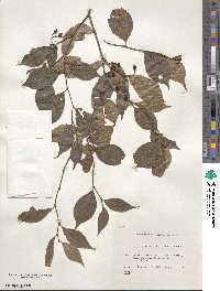 Pourthiaea villosa image