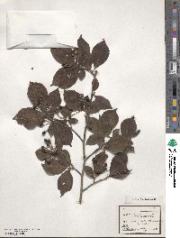 Pourthiaea villosa image