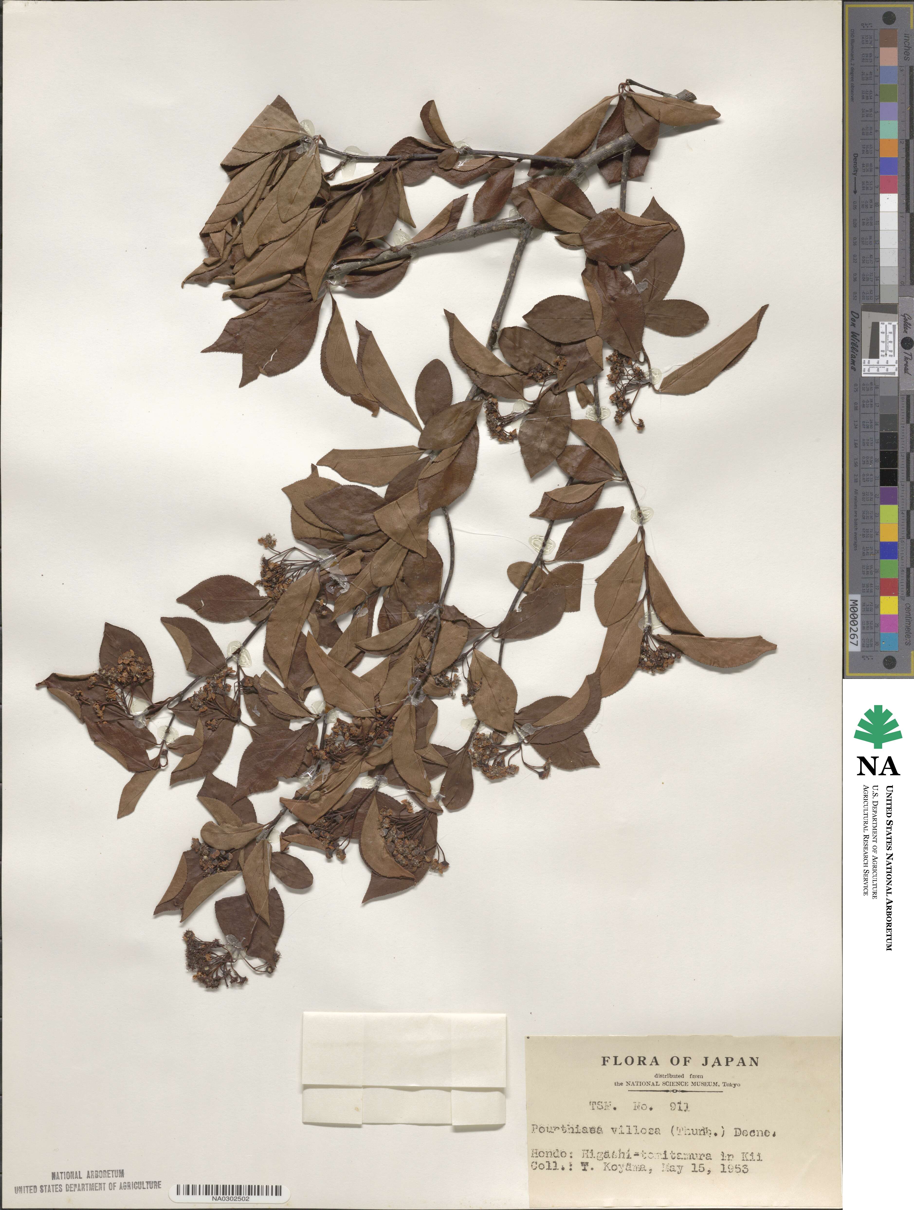Pourthiaea villosa image