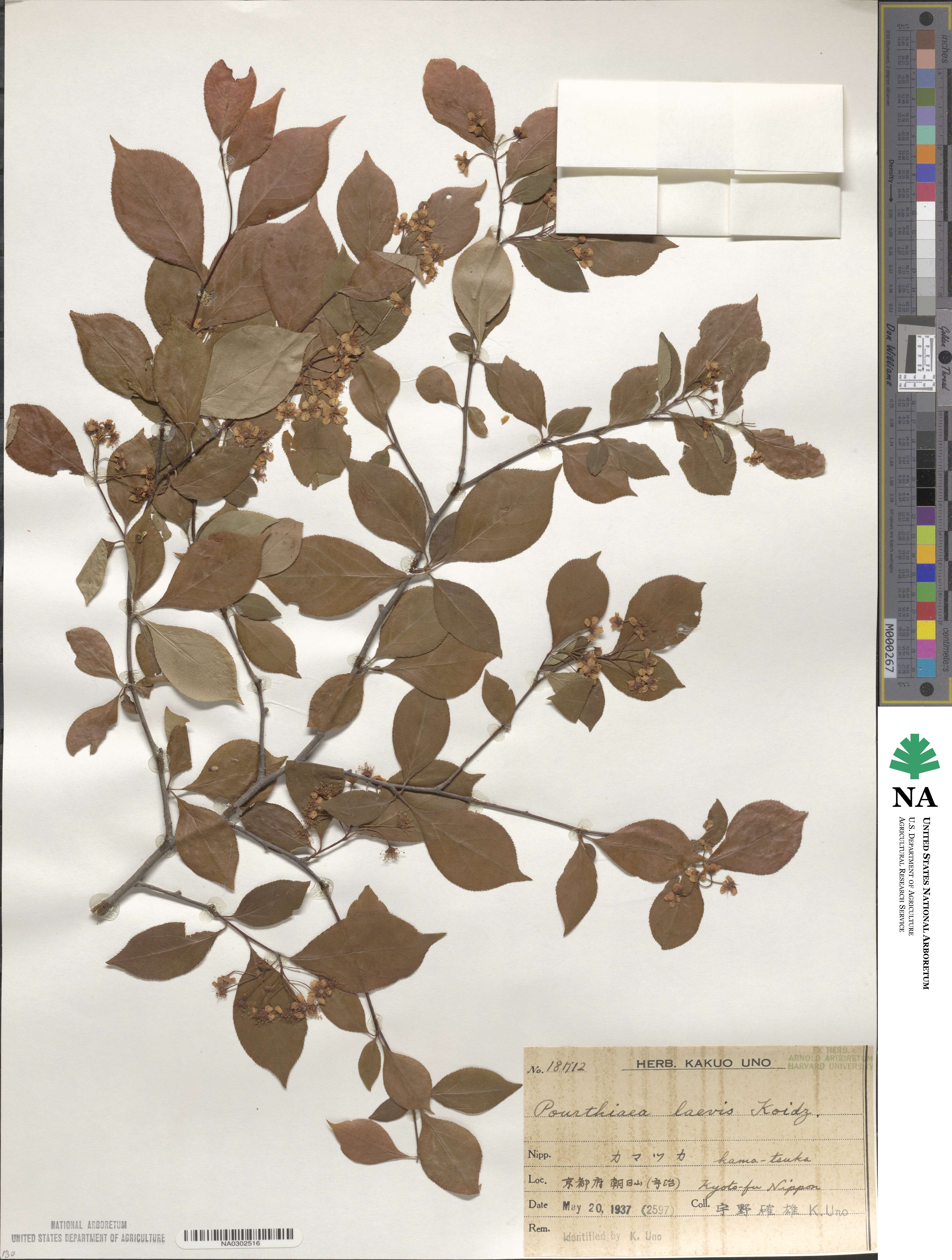 Pourthiaea villosa image