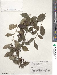 Pourthiaea villosa image