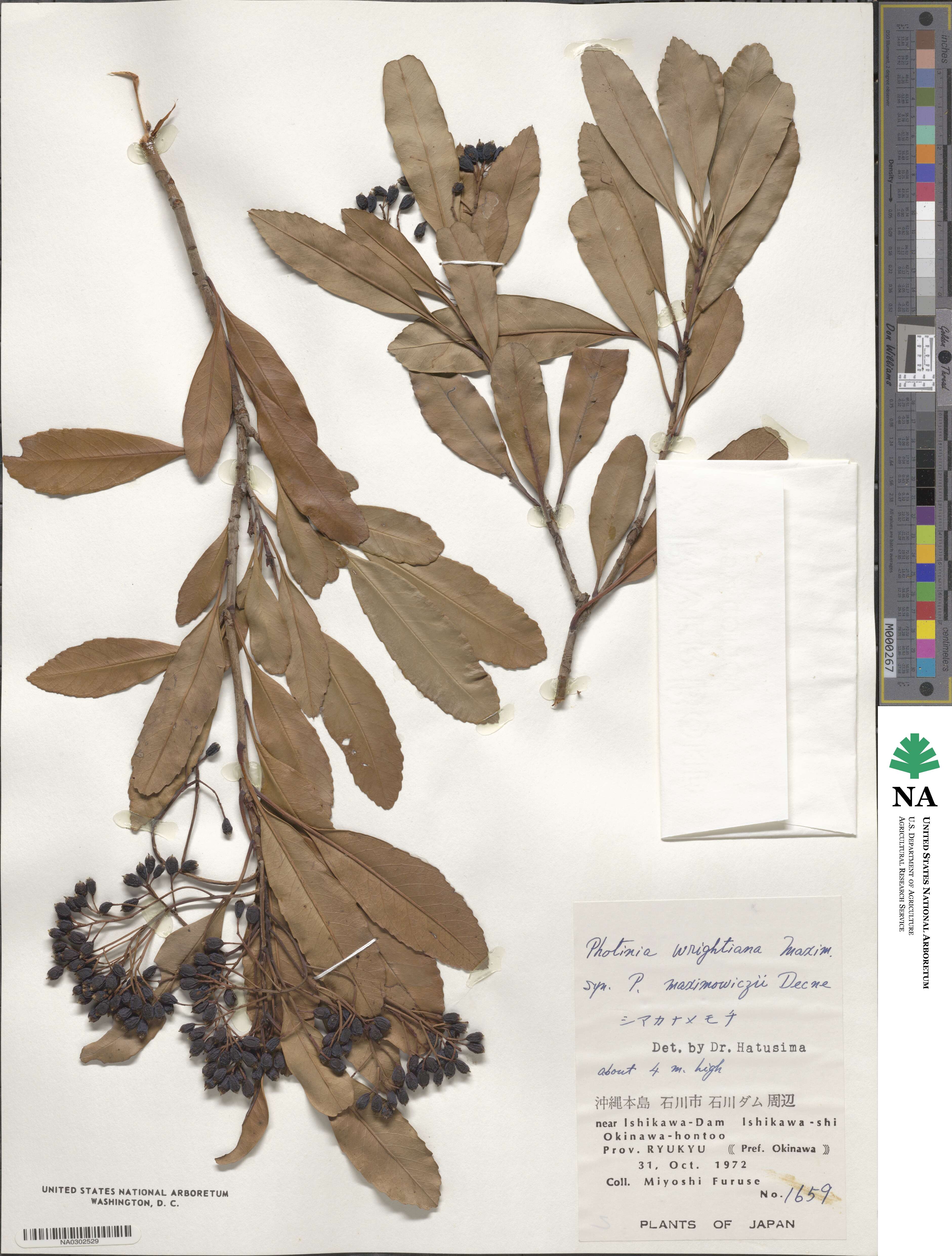 Photinia wrightiana image