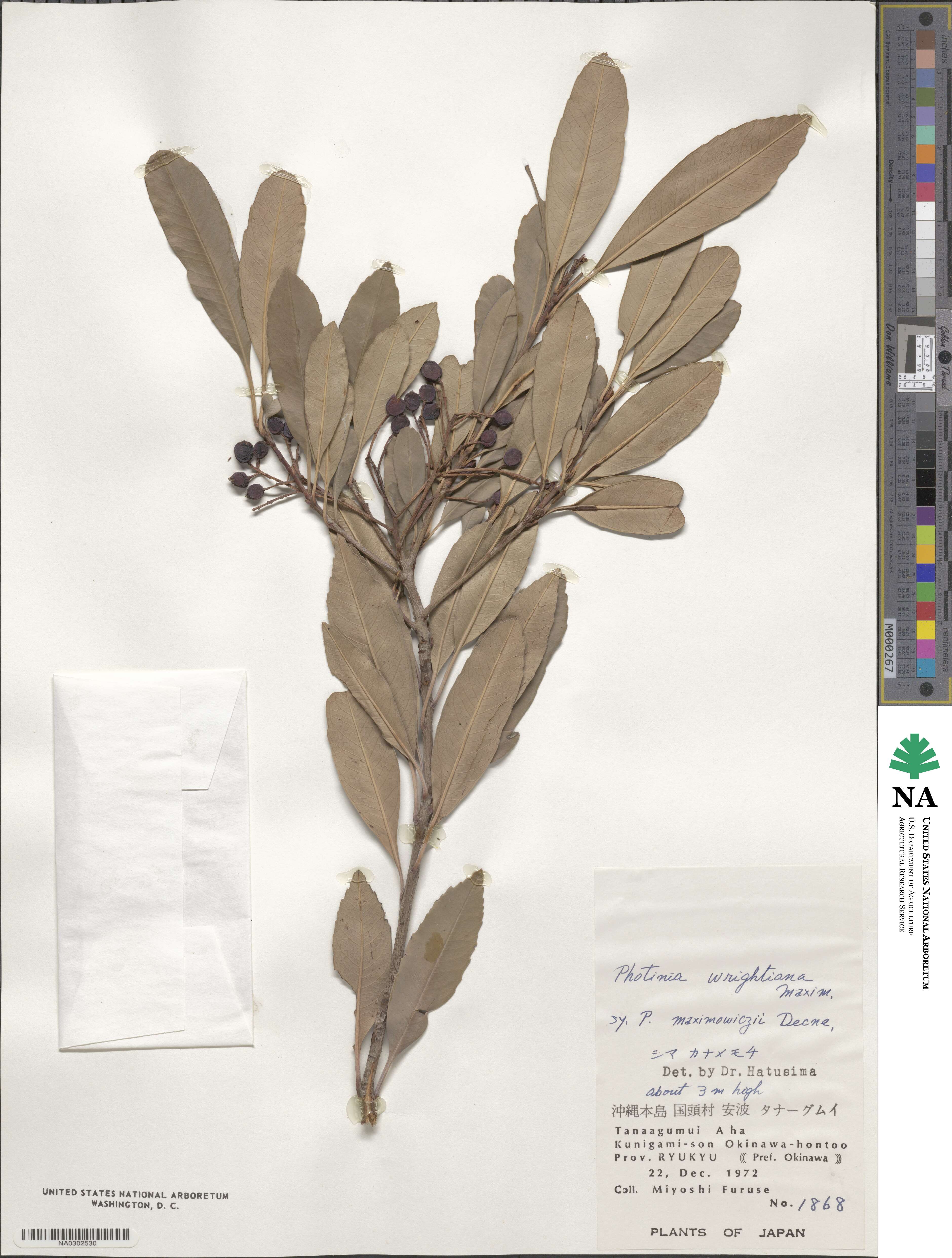 Photinia image