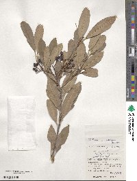 Photinia wrightiana image