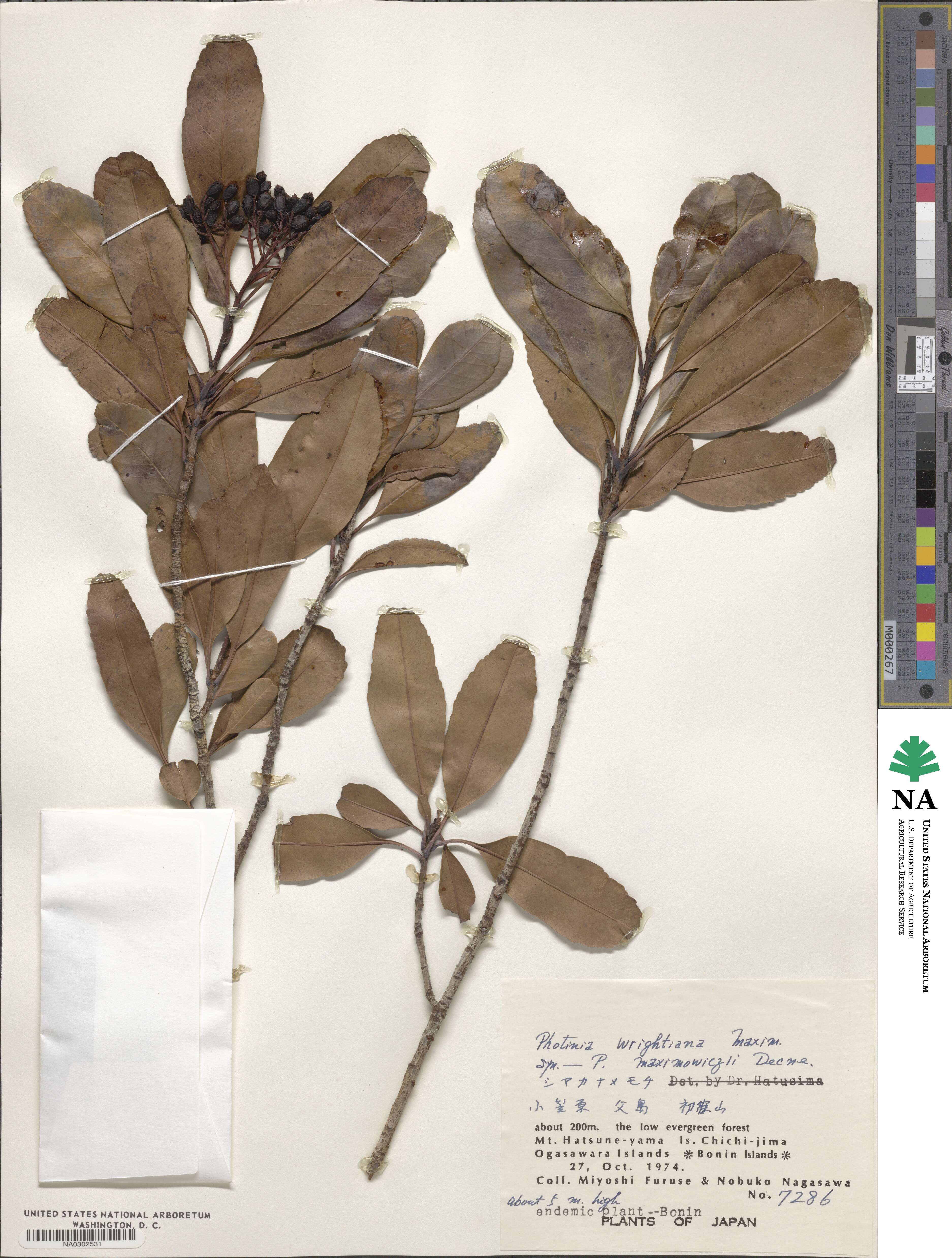 Photinia wrightiana image