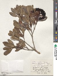 Photinia wrightiana image