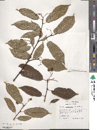 Pourthiaea beauverdiana image