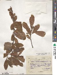 Pourthiaea benthamiana image