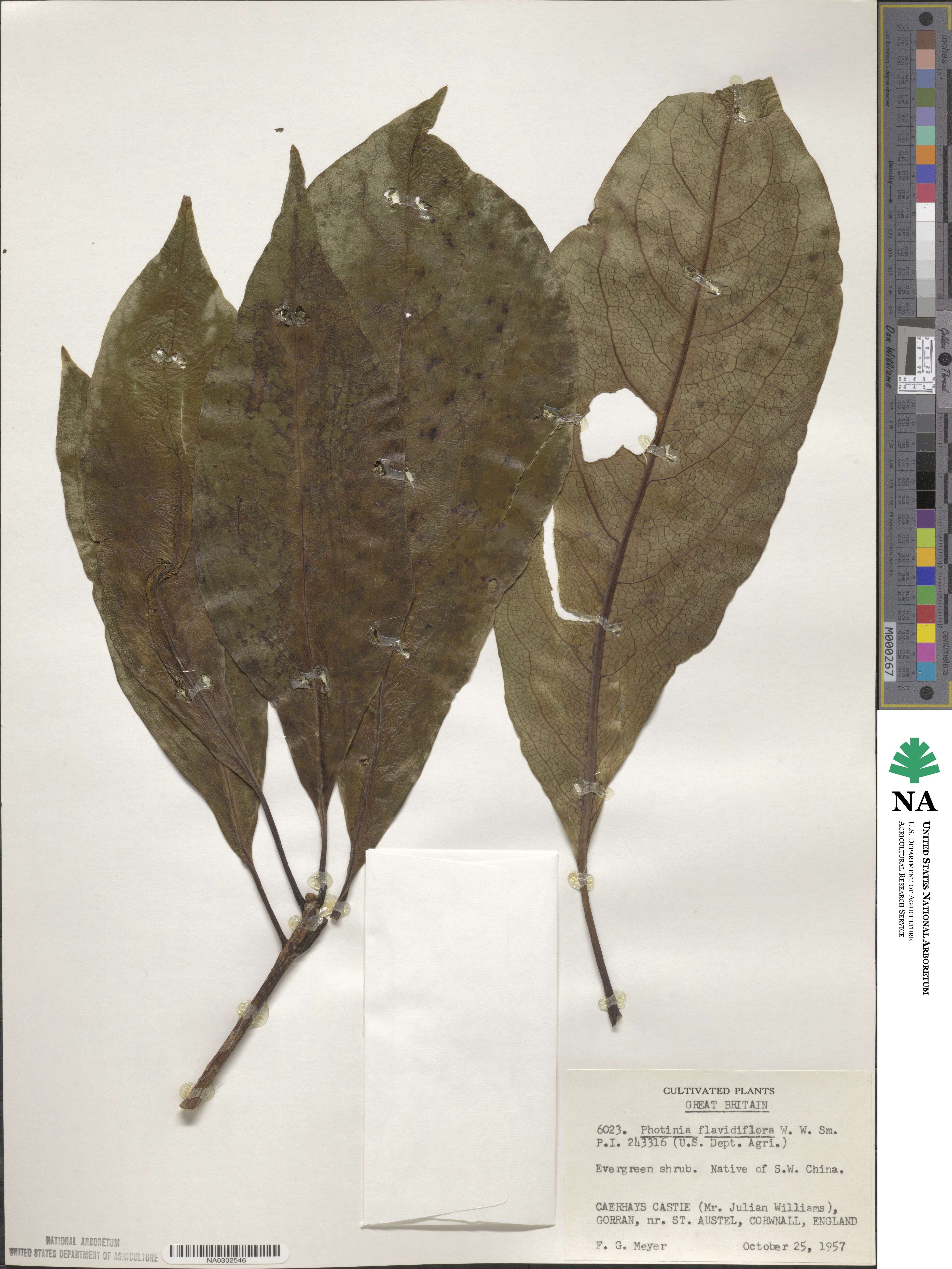 Photinia integrifolia image