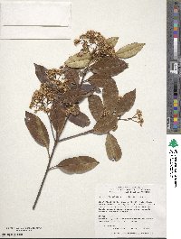 Photinia glabra image