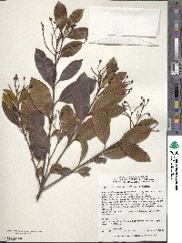 Photinia glabra image