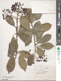 Photinia glabra image