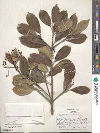 Photinia glabra image