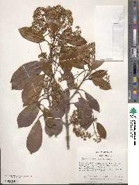 Photinia glabra image