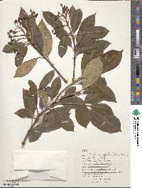 Photinia glabra image