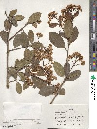 Photinia glabra image