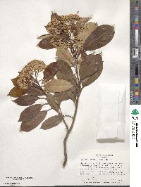 Photinia glabra image