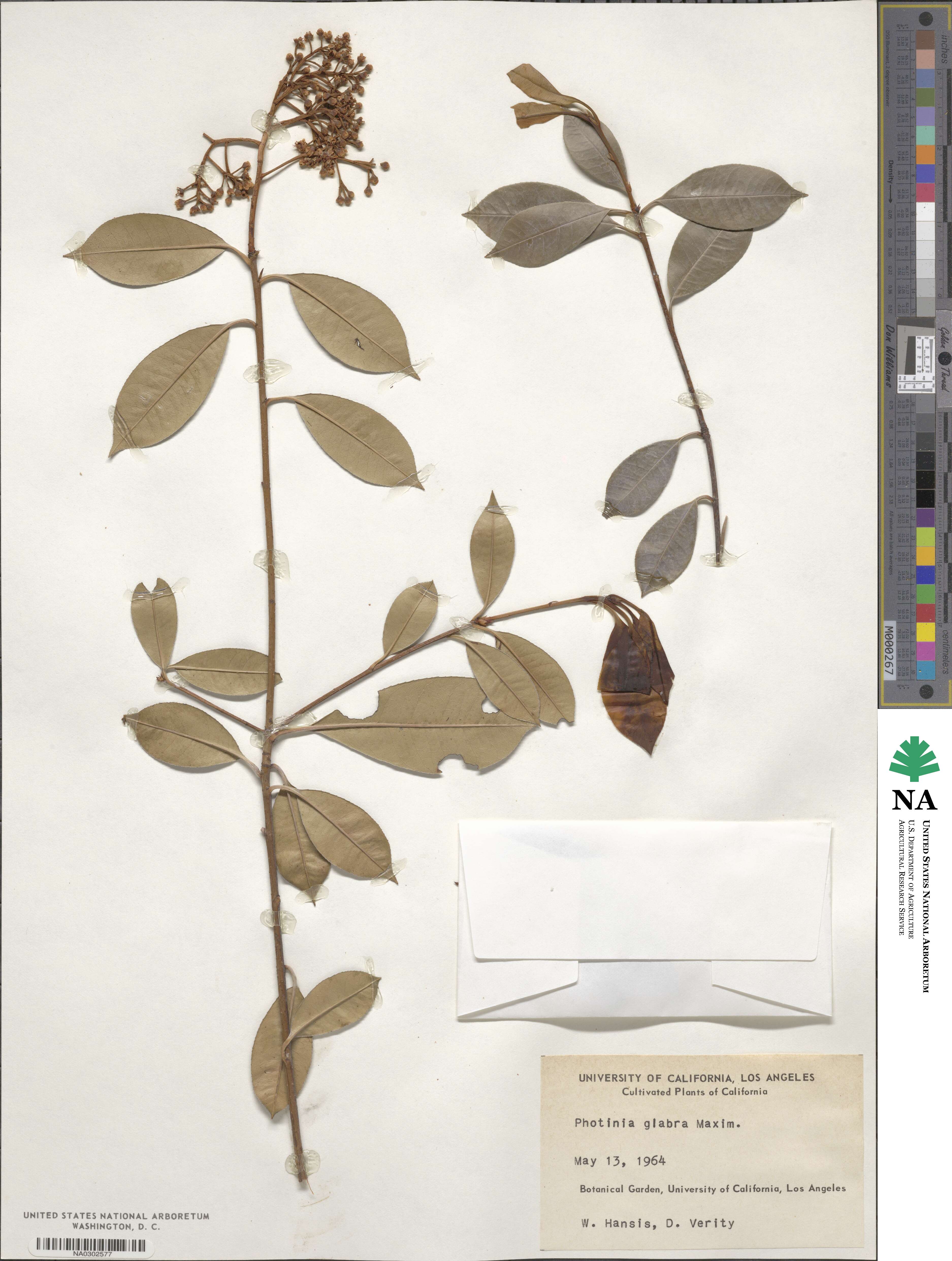 Photinia glabra image