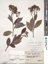 Photinia glabra image