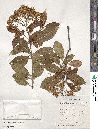 Photinia glabra image