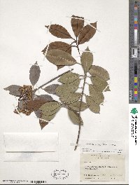 Photinia glabra image