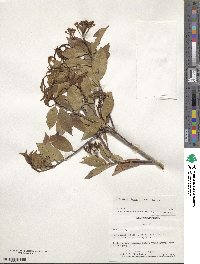 Photinia glabra image