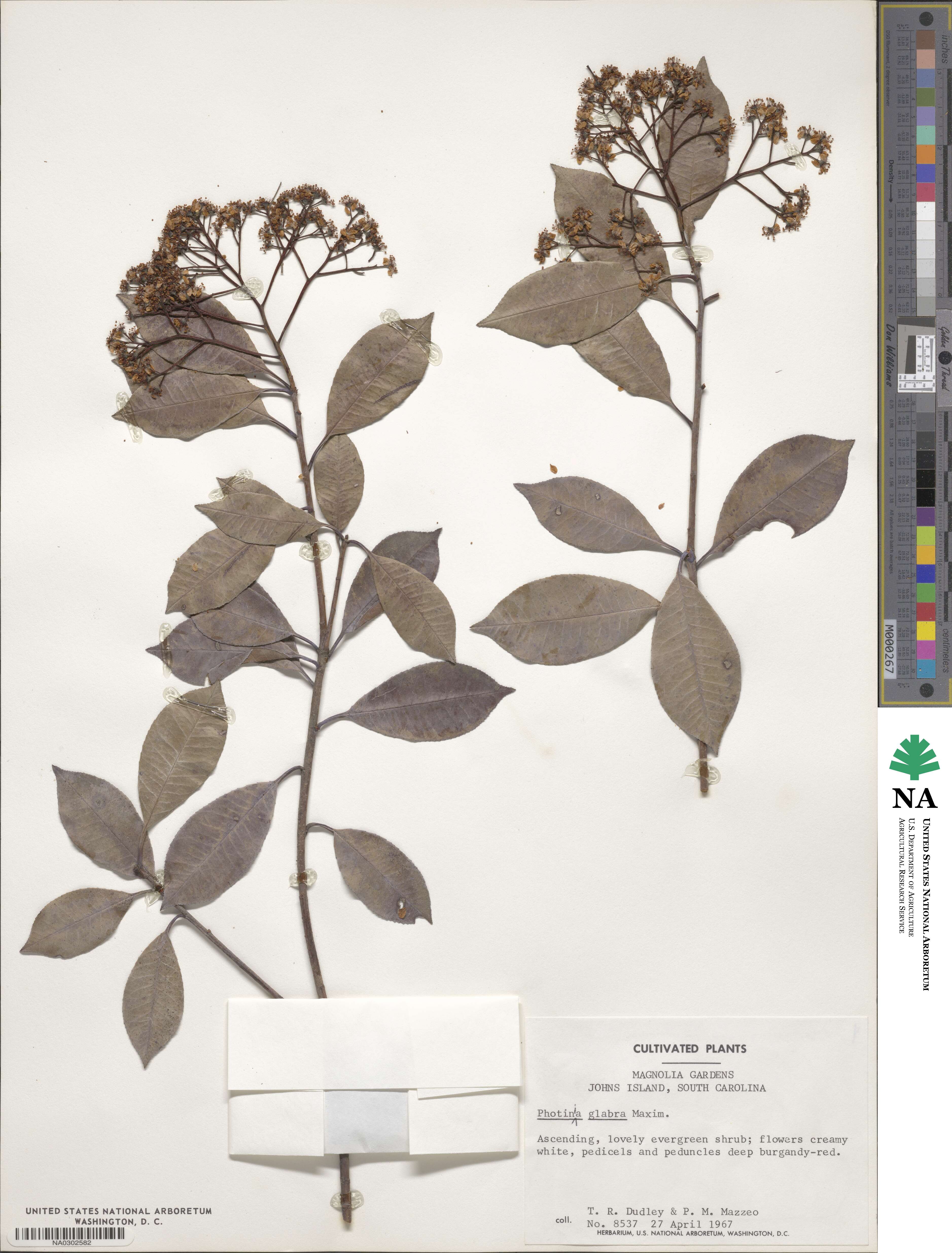 Photinia glabra image