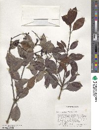 Photinia glabra image