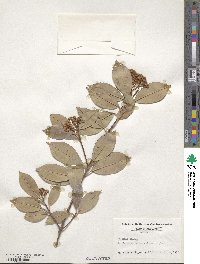 Photinia glabra image