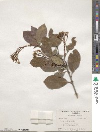 Photinia glabra image