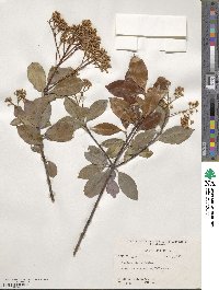 Photinia glabra image