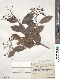 Photinia glabra image