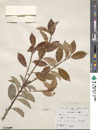 Photinia glabra image