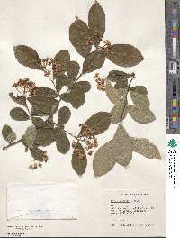 Pourthiaea villosa image