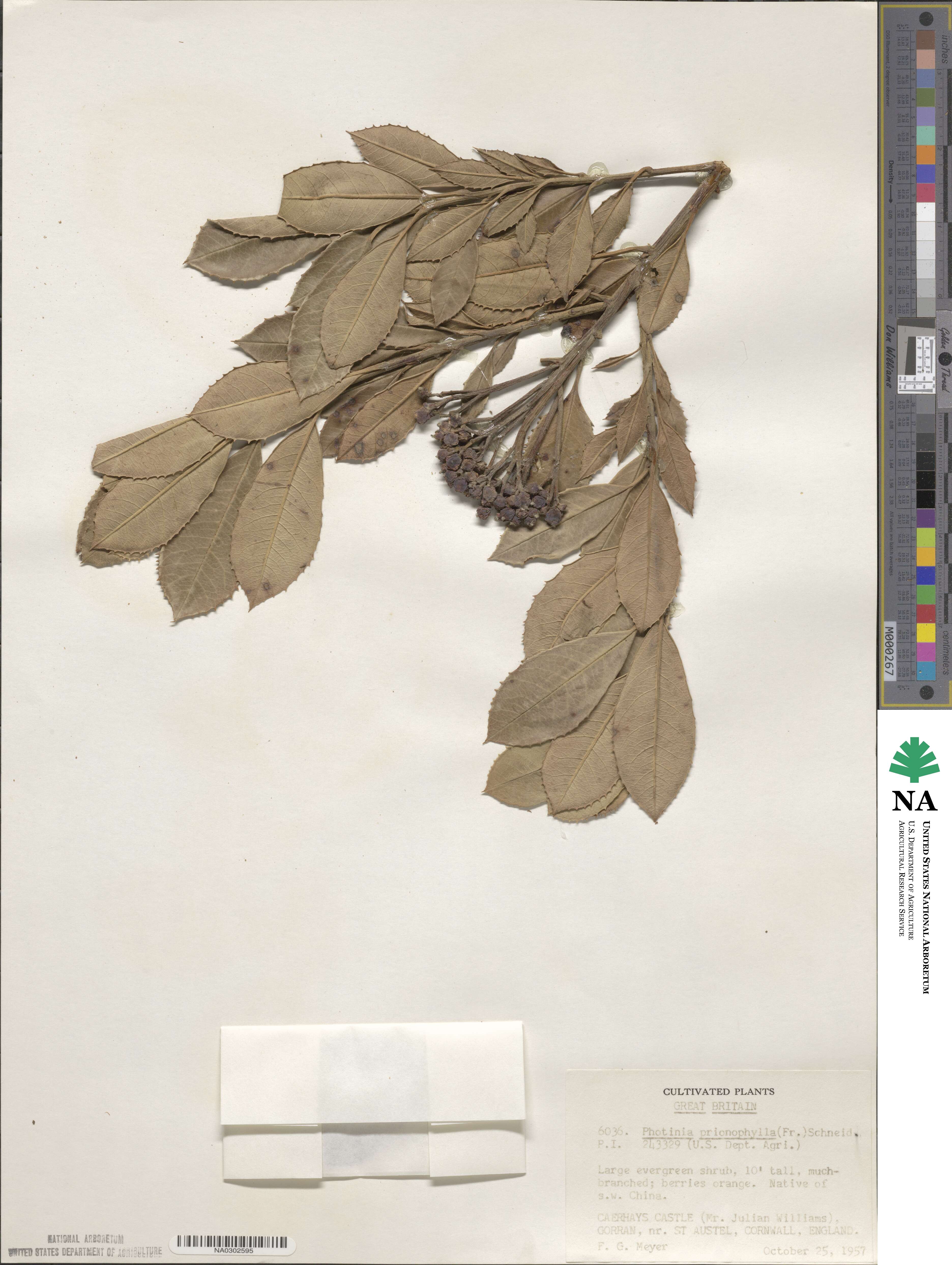 Photinia prionophylla image