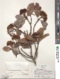 Photinia serratifolia image