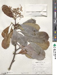 Photinia serratifolia image