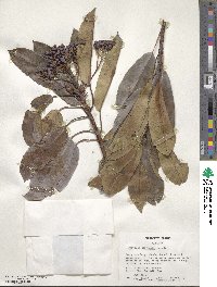 Photinia serratifolia image