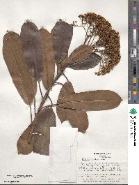 Photinia serratifolia image