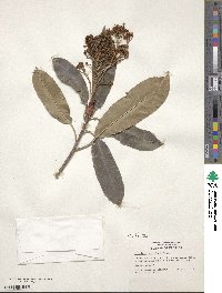 Photinia serratifolia image